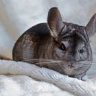 Chinchilla