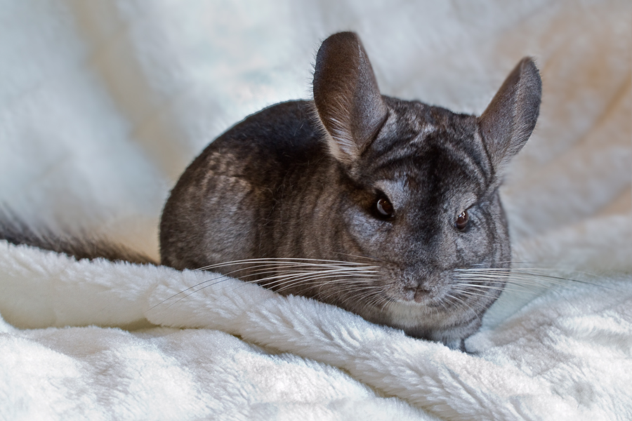 Chinchilla