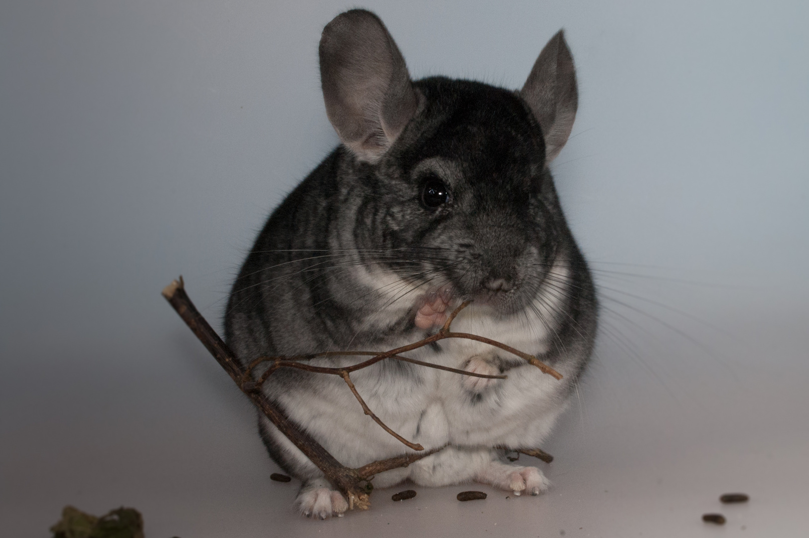 Chinchilla