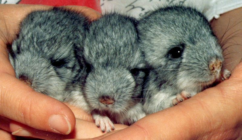 Chinchilla-Babies