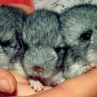 Chinchilla-Babies