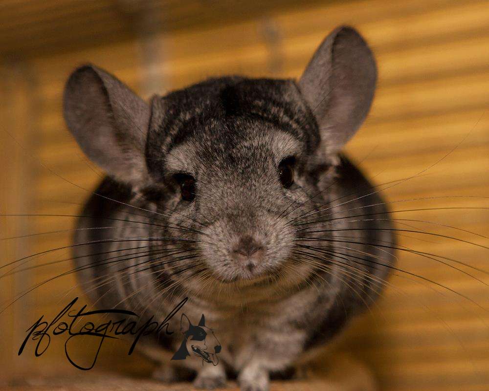 Chinchilla