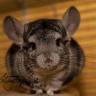 Chinchilla