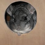 Chinchilla beim Freilauf...