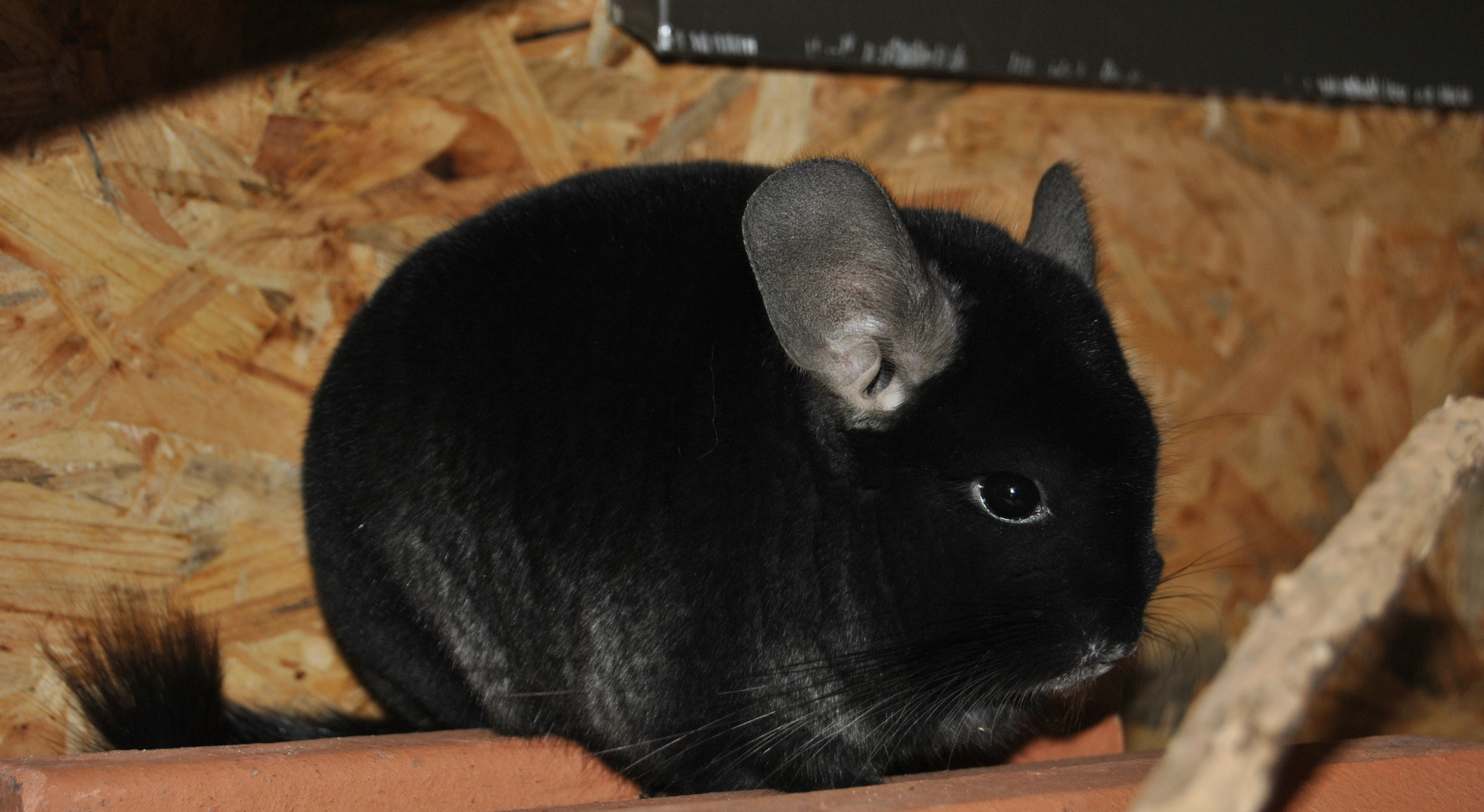 Chinchilla Benny