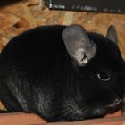 Chinchilla Benny