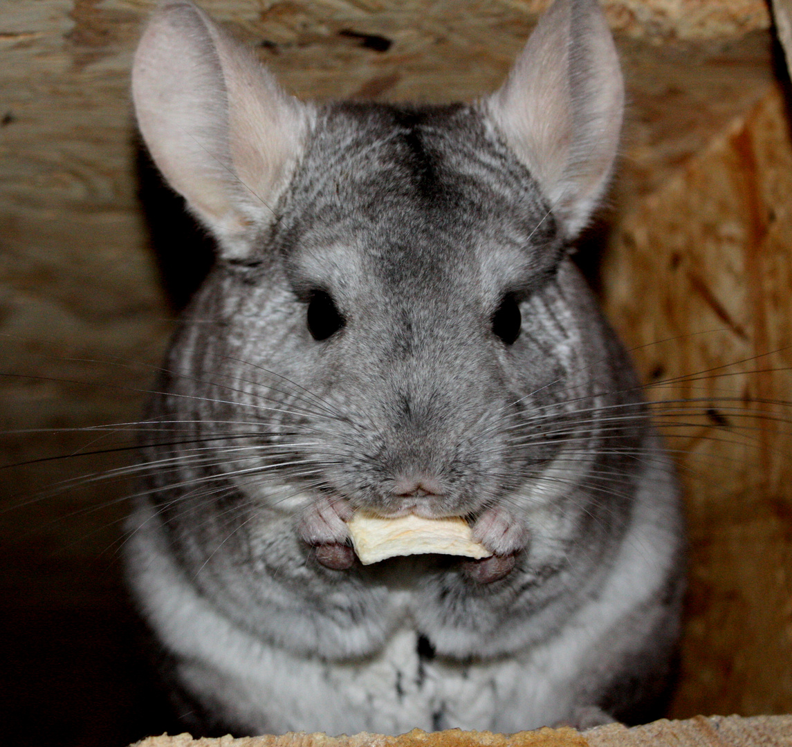 Chinchilla Foto & Bild tiere, haustiere, nagetiere & kaninchen Bilder