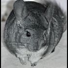 Chinchilla Dame Elli &#9829;