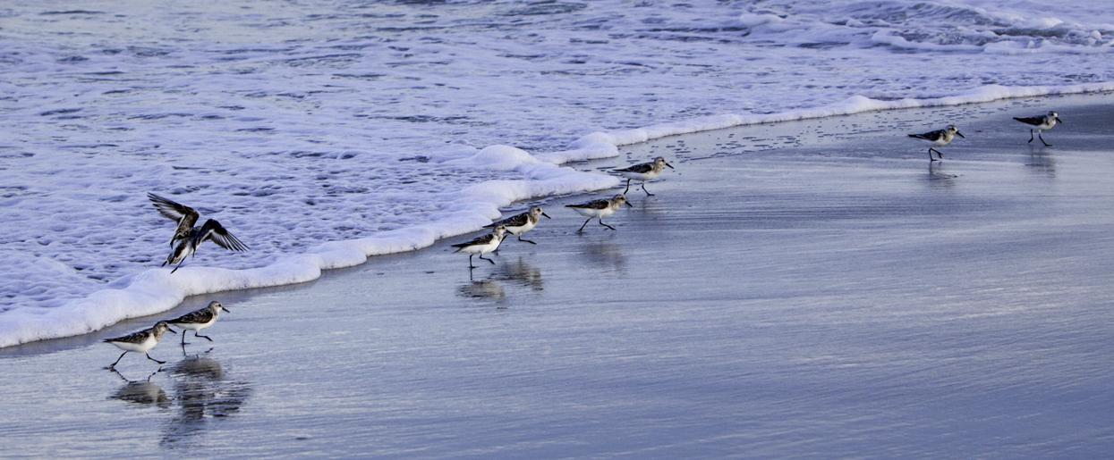 Chincoteague Beach