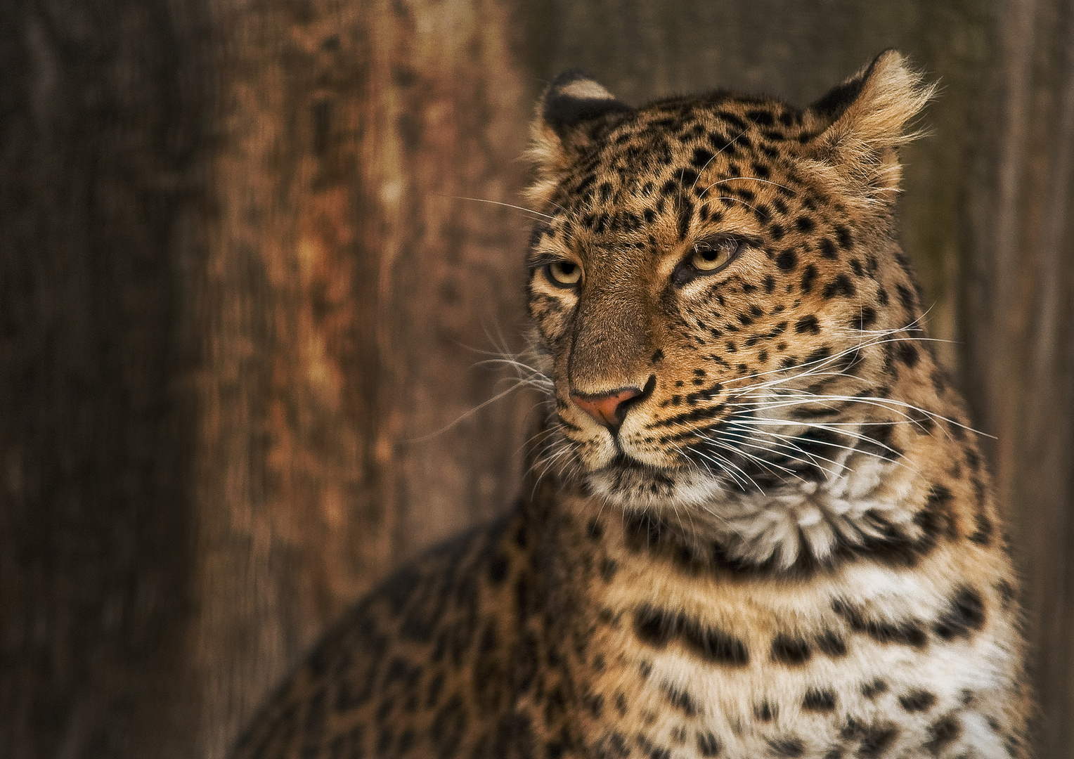 Chineleopard