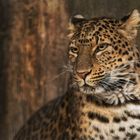 Chineleopard