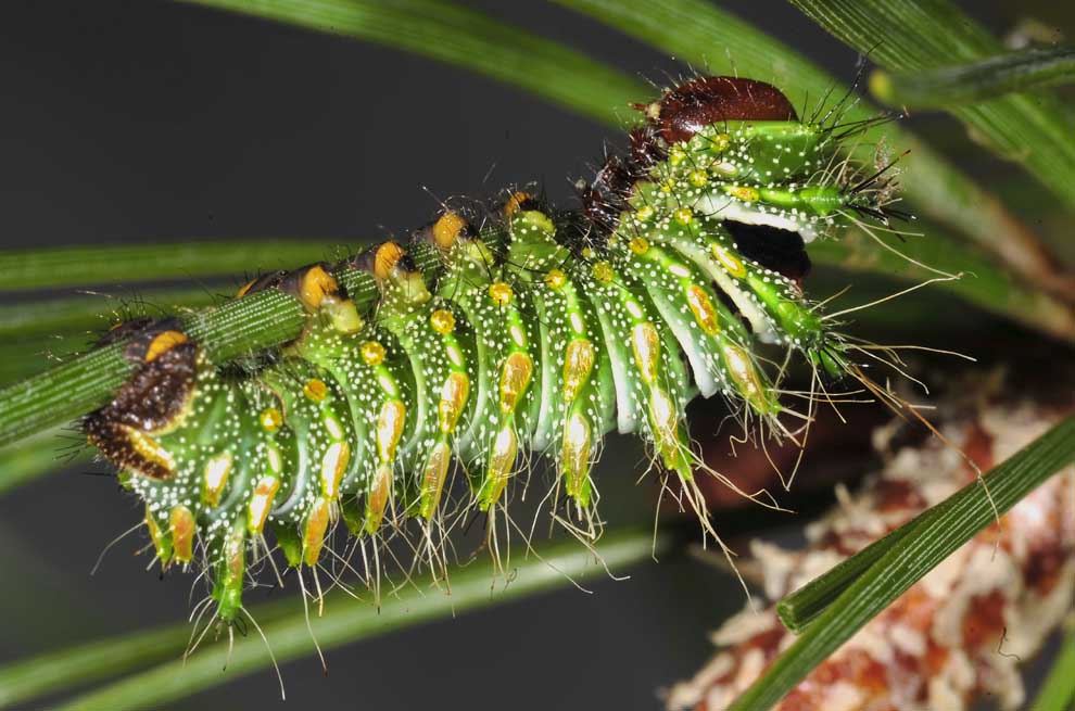 Chinescher Mondfalter-Raupe