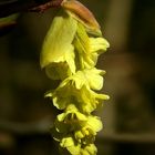 Chinese Barberry