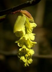 Chinese Barberry