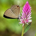 Chinese Butterfly - in einem versteckten Tal in der Guilin Province