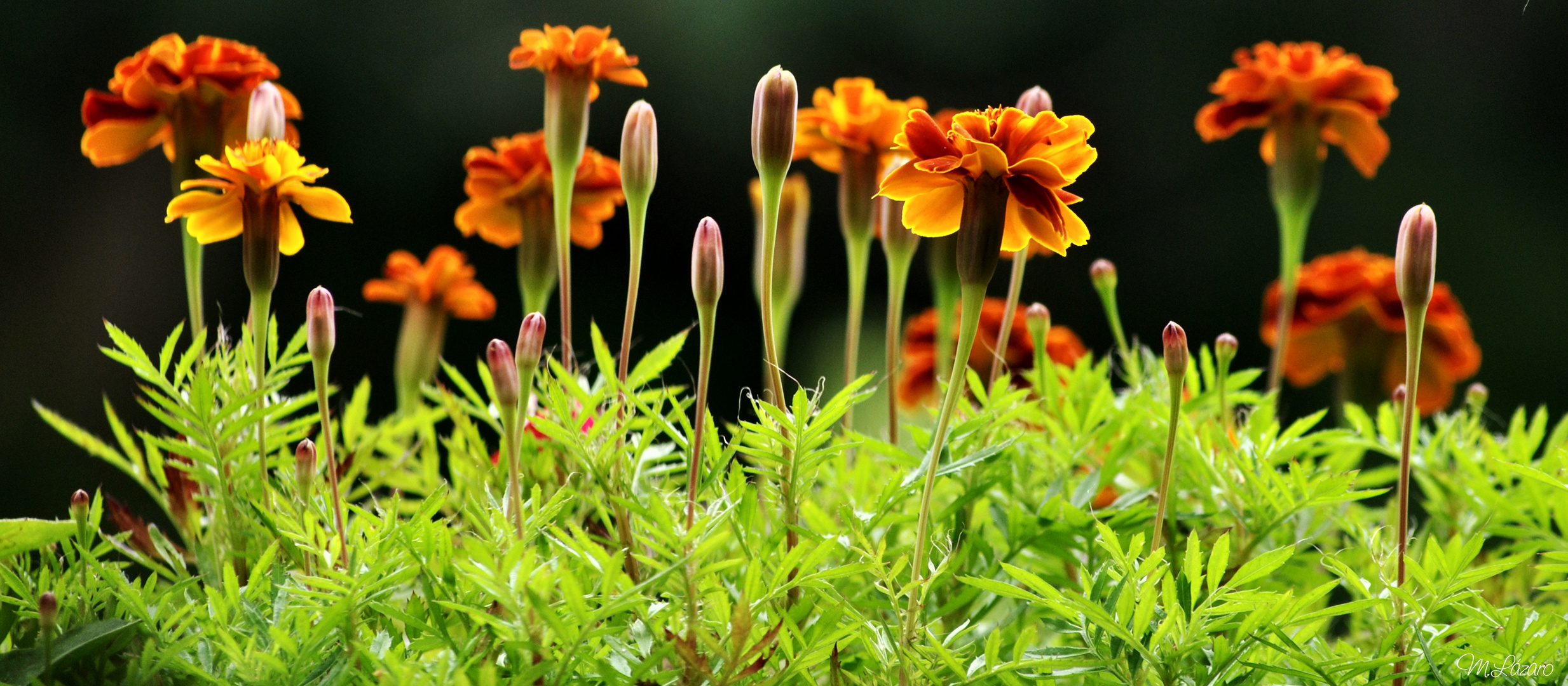 Chinese carnations