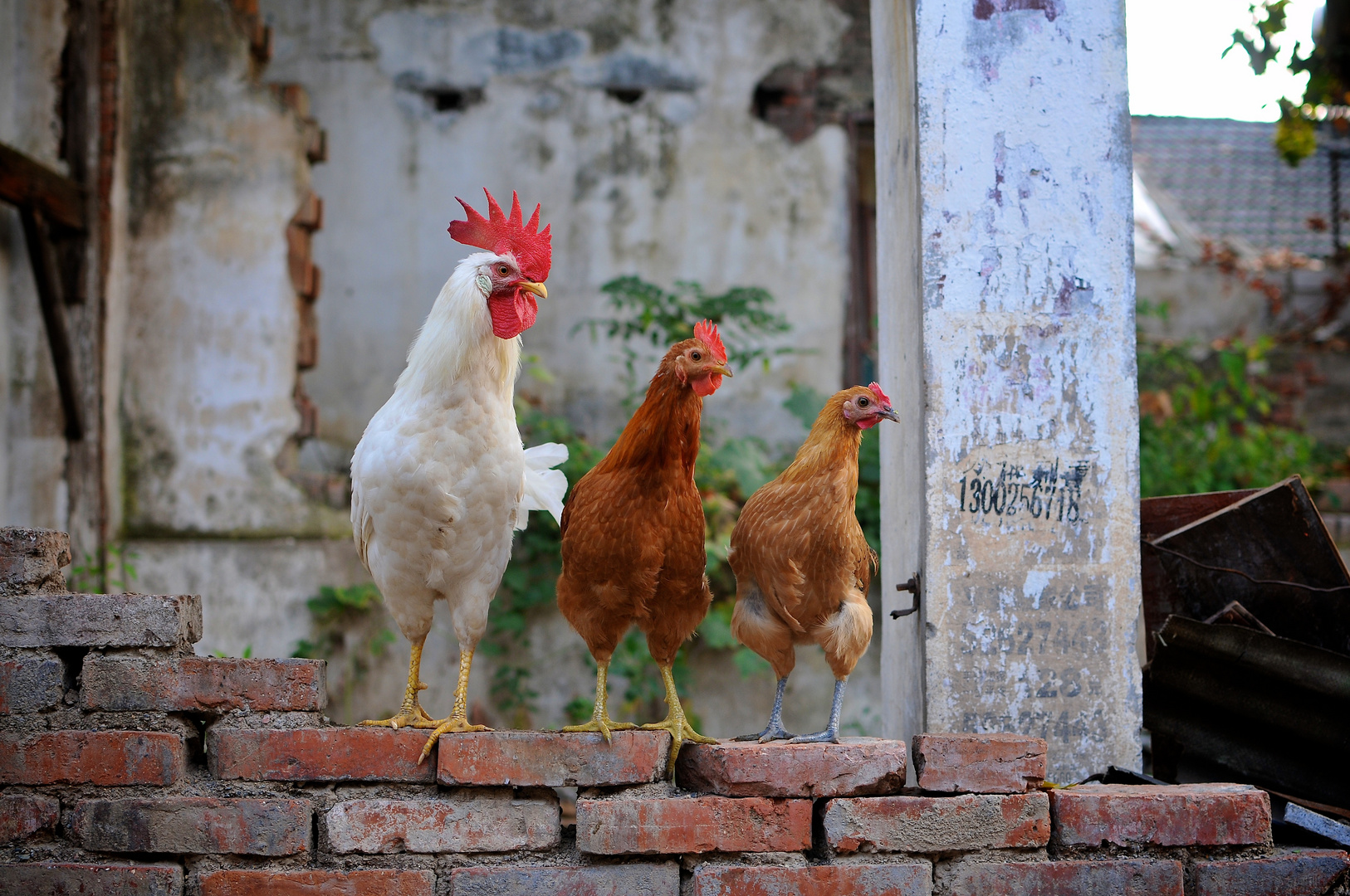 Chinese Chicken