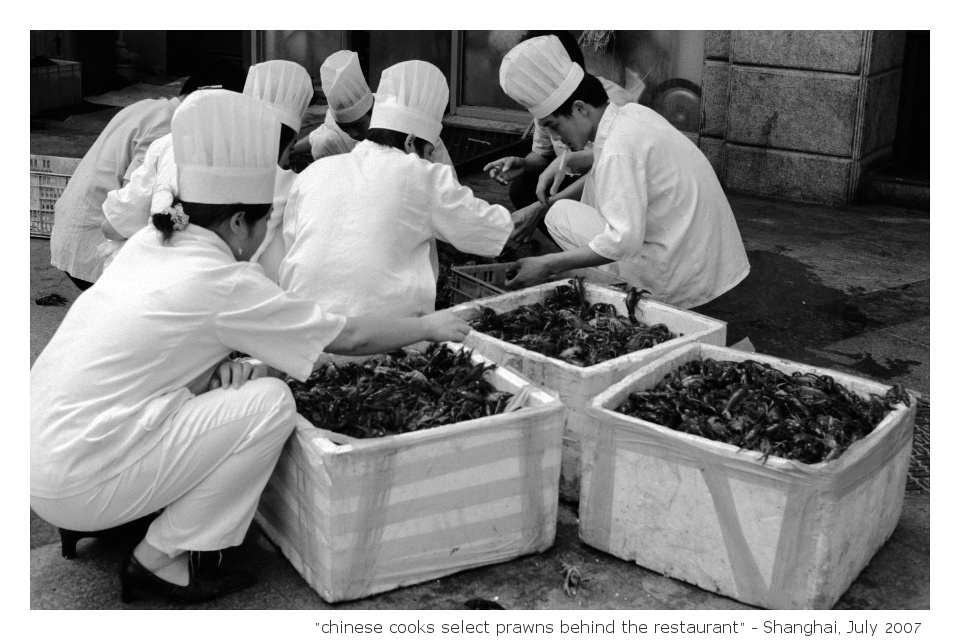 "chinese cooks select prawns behind the restaurant"