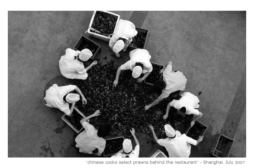 "chinese cooks select prawns behind the restaurant"