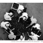 "chinese cooks select prawns behind the restaurant"