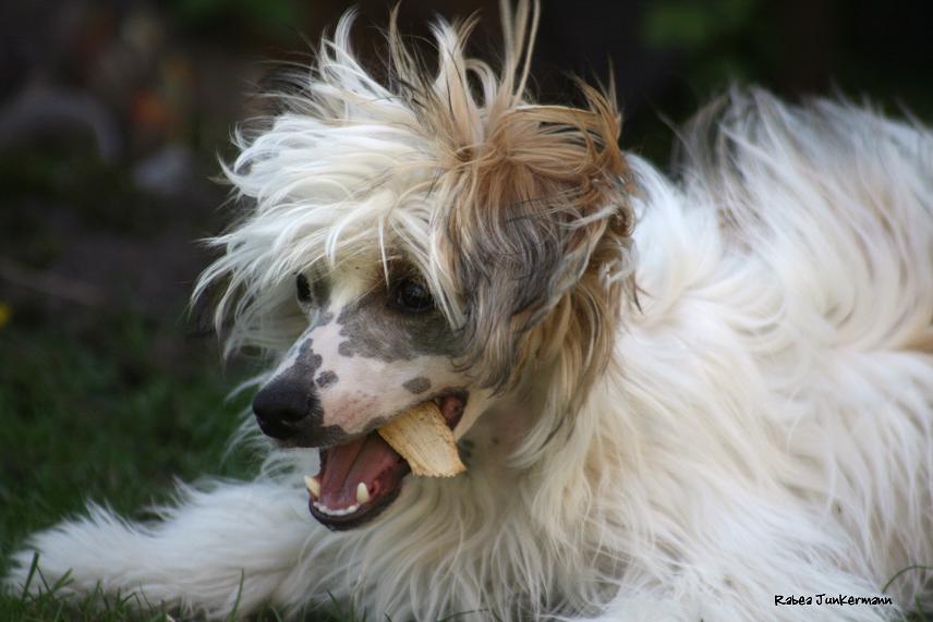 Chinese Crested, 6 Mon. alt.