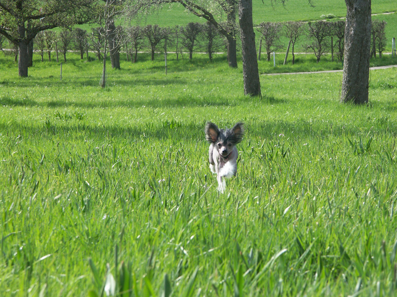 Chinese Crested