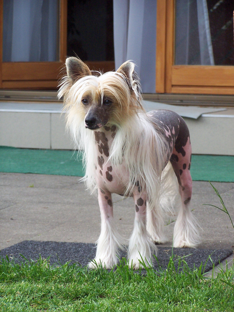 Chinese Crested Dog