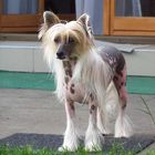 Chinese Crested Dog