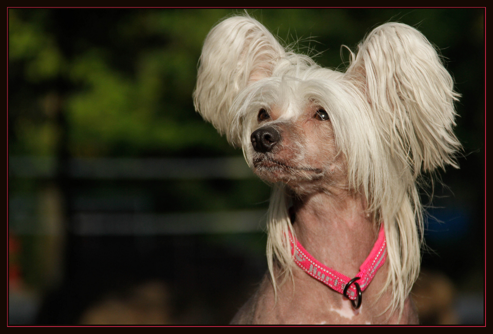 chinese crested dog