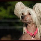 chinese crested dog