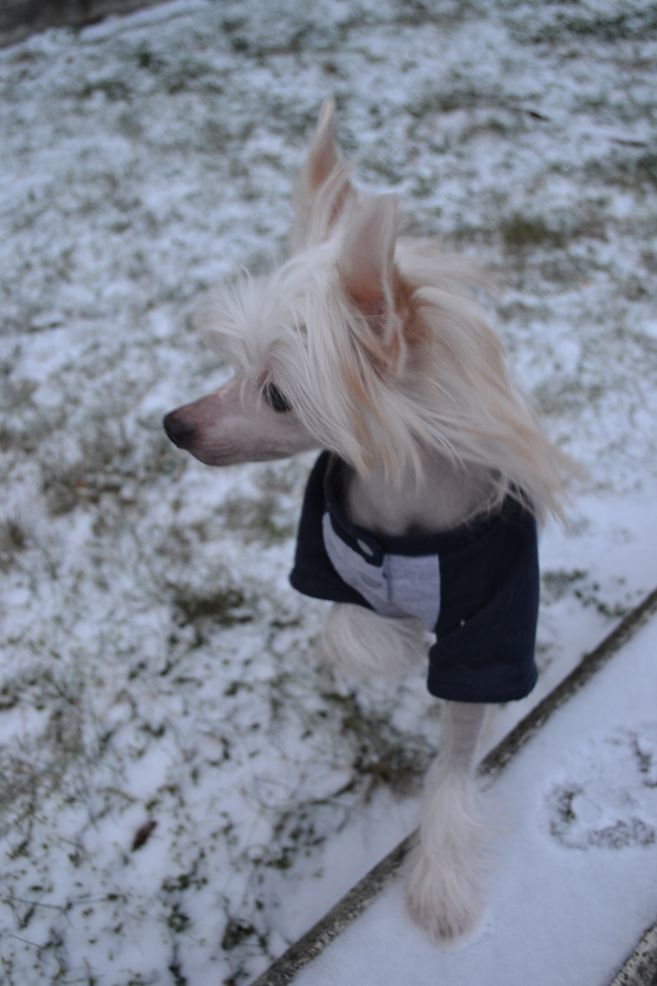 Chinese Crested Dog