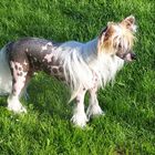 Chinese Crested Dog - Cooper