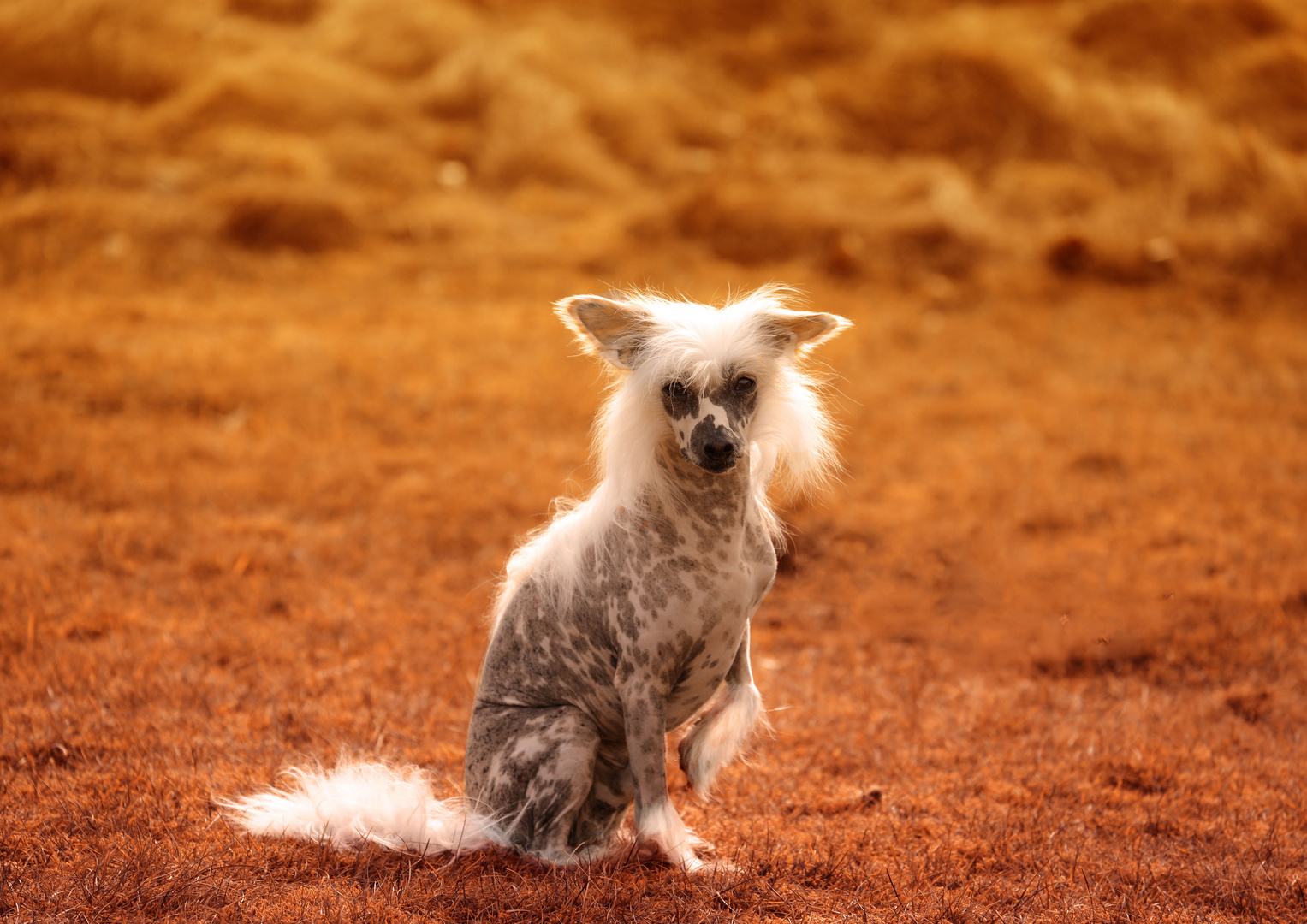 Chinese Crested Dog im Sonnenuntergang