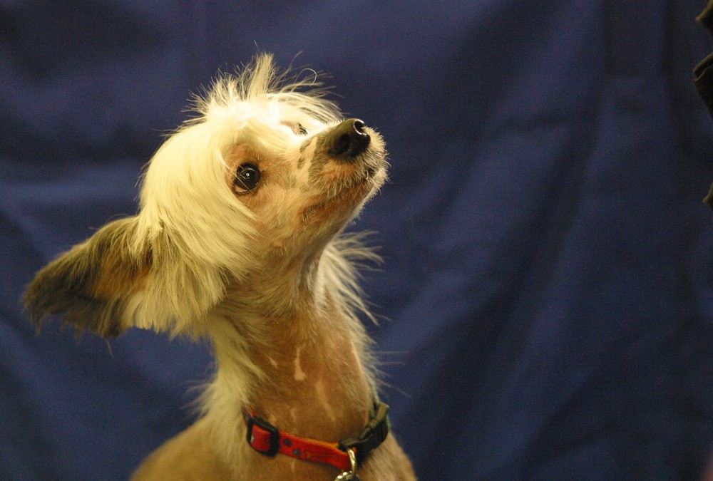 Chinese Crested