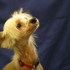 Chinese Crested