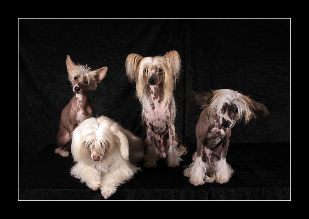 ....chinese crested...