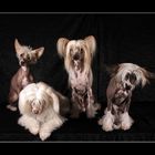 ....chinese crested...