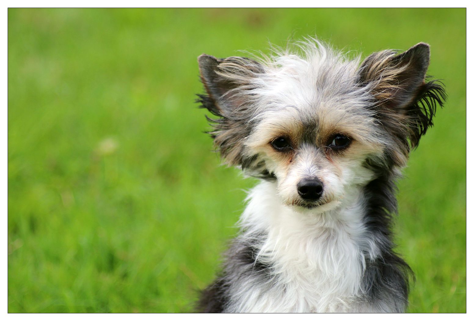 Chinese Crested Powderpuff