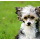 Chinese Crested Powderpuff