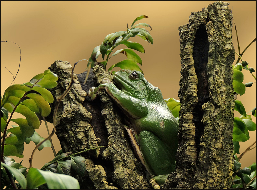 Chinese flying frog - Chinesischer Riesenflugfrosch