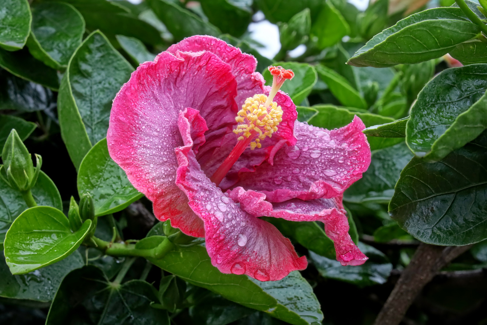 Chinese hibiscus (Hibiscus rosa-sinensis) after rain