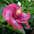 Chinese hibiscus (Hibiscus rosa-sinensis) after rain
