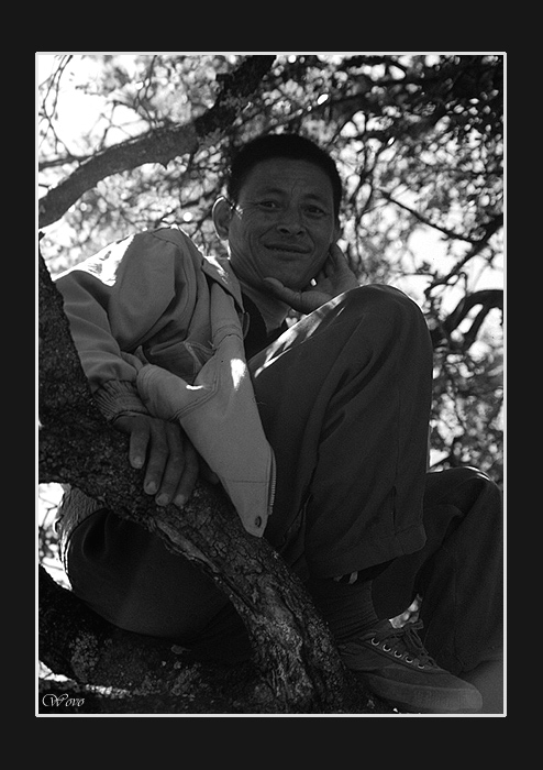 Chinese in the tree