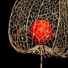 Chinese lantern