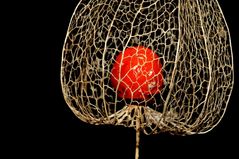 Chinese lantern