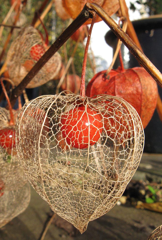 Chinese Lantern