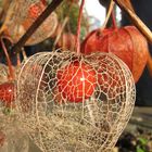 Chinese Lantern