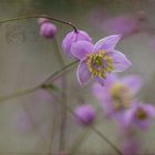 Chinese Meadow-Rue