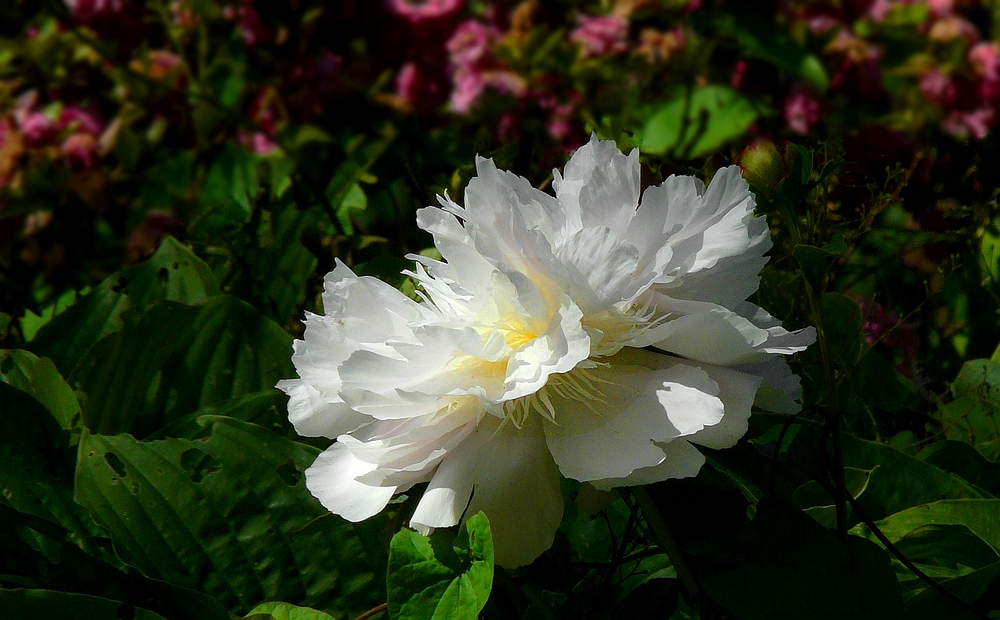 Chinese Peony