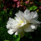 Chinese Peony